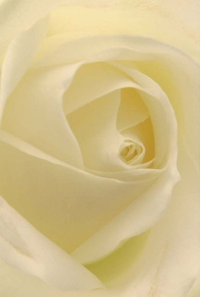 From this intimate vantage, the white rose glows with an internal light, every petal a carefully layered stroke in a masterpiece shaped by South Tottenham's distinctive touch. Cream and pearl tones flow underneath the soft embrace of natural light, mirroring the tranquil mood that settles over the neighborhoods near Lordship Recreation Ground. The matte and creamy surfaces, paired with nearly invisible shadows between each spiral, suggest both fragility and enduring spirit. Such a rose is often chosen by local florists as a gentle promise-for romantic gestures, sincere apologies, or as an elegant centrepiece at events along West Green Road. There's a hushed resilience in the rose's core, a sense of purity that carries through its texture and gentle, clean scent. This flower offers more than visual appeal; it channels calm and sophistication-an ever-appropriate symbol for South Tottenham residents wishing to mark life's meaningful moments with grace and respect.